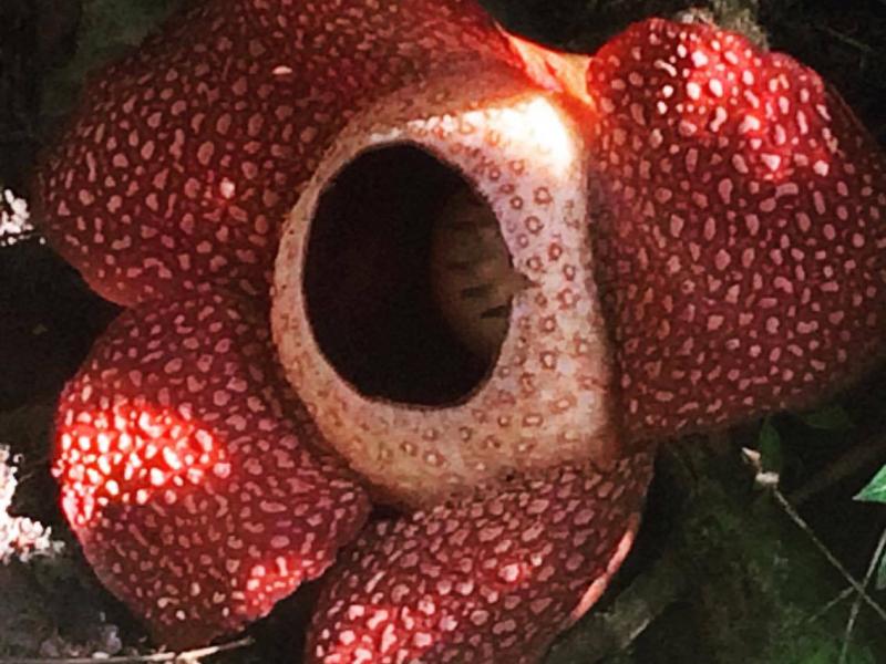 Napi érdekesség: Rafflesia a világ legnagyobb virága